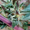 Семена ганжа  Pepoberry feminised Ganja Seeds