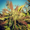 Семена ганжа  Pepoberry feminised Ganja Seeds