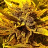 Семена ганжа  Pepoberry feminised Ganja Seeds