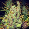 Семена ганжа  Pepoberry feminised Ganja Seeds