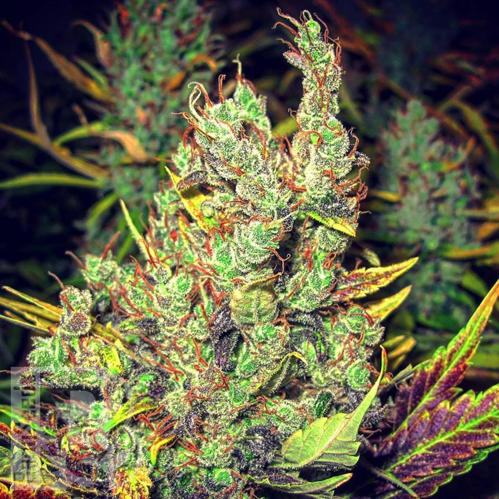 Семена ганжа  Pepoberry feminised Ganja Seeds