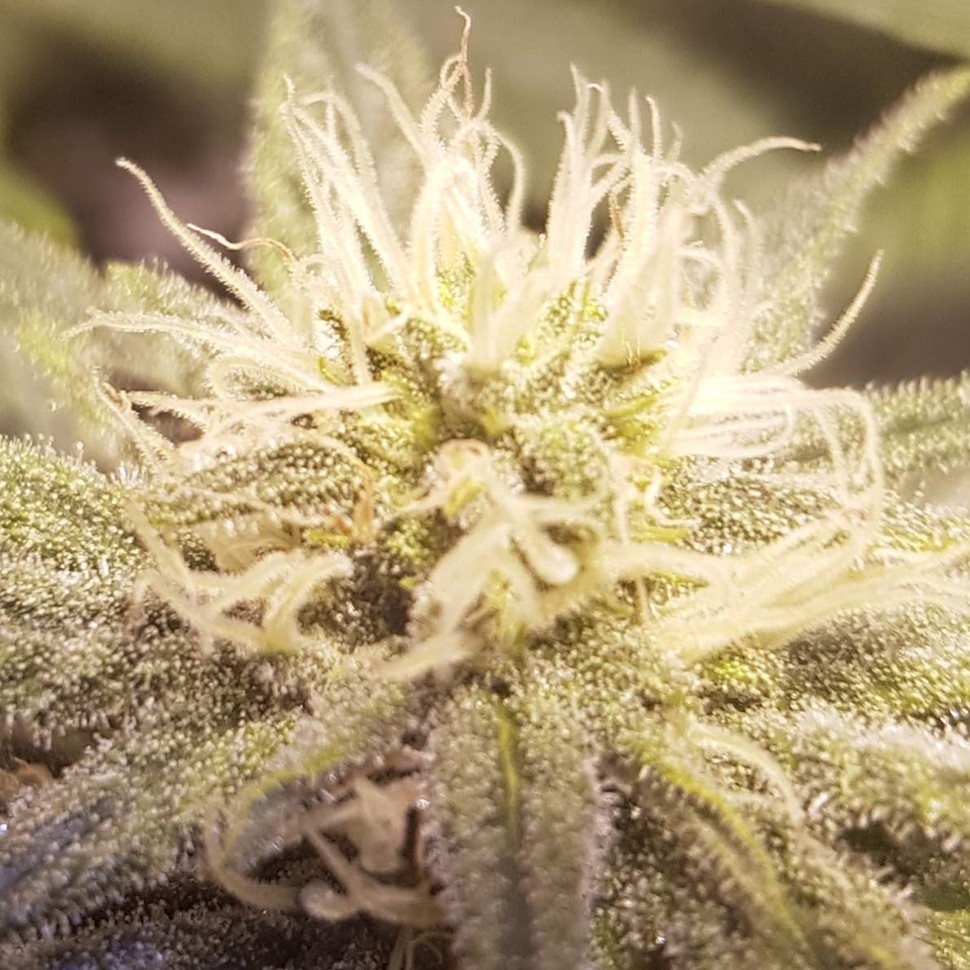 Семена ганжа  Auto Lemon feminised Ganja Seeds
