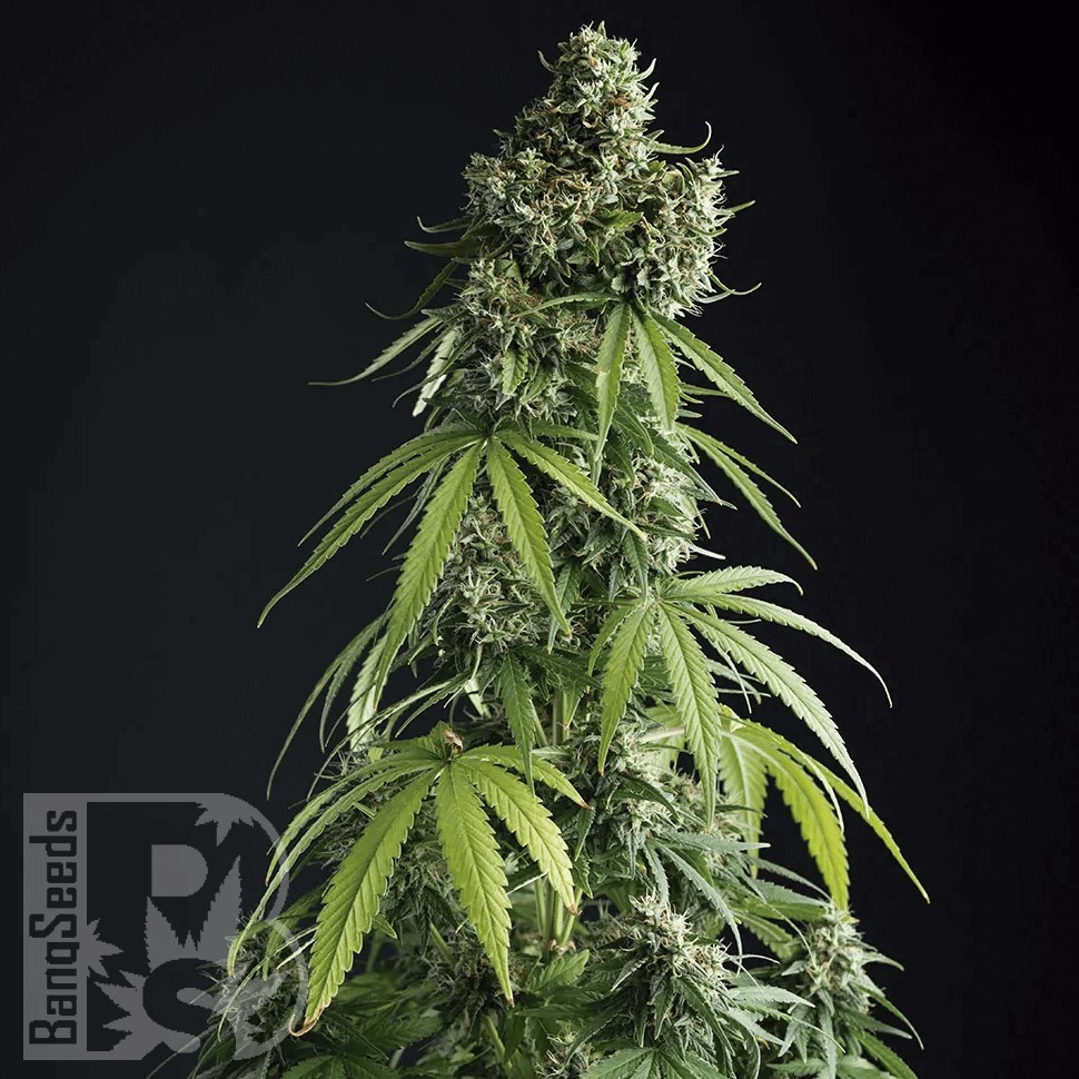 Семена ганжа  Auto Lemon feminised Ganja Seeds
