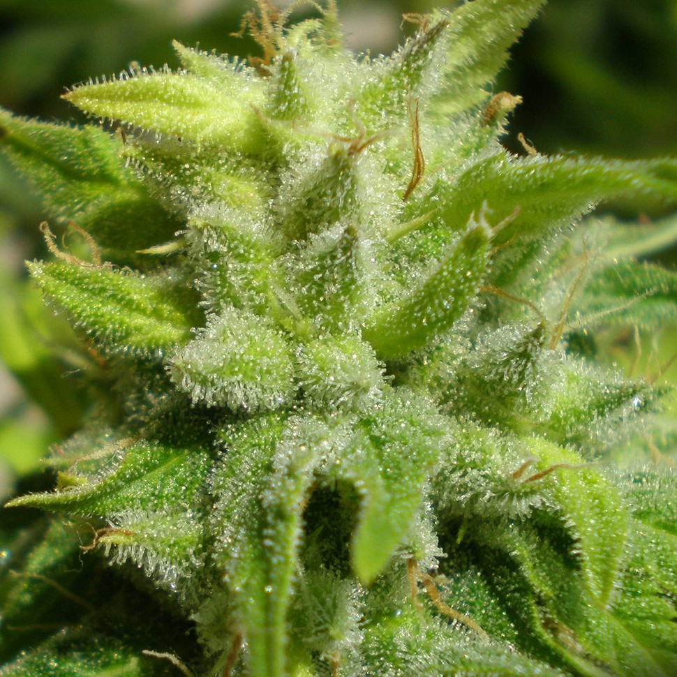 Семена конопли Euforia regular Ganja Seeds