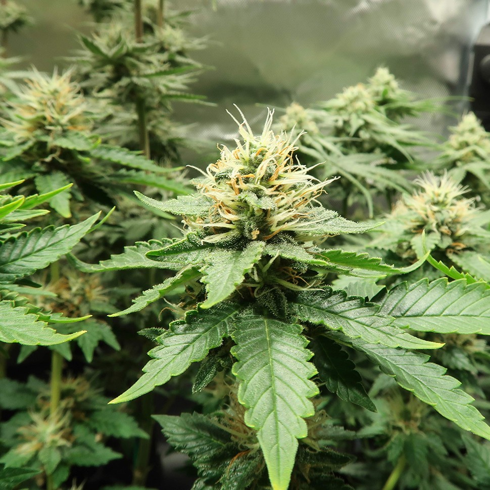 Семена марихуаны  AK-47 х Lowryder (Aklow) regular Ganja Seeds