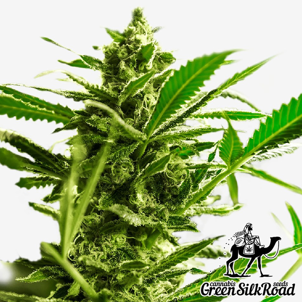 Семена каннабиса  Great White Shark feminised Green Silk Road Seeds