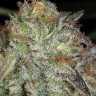 Семена  Afghan Kush feminised Ganja Seeds
