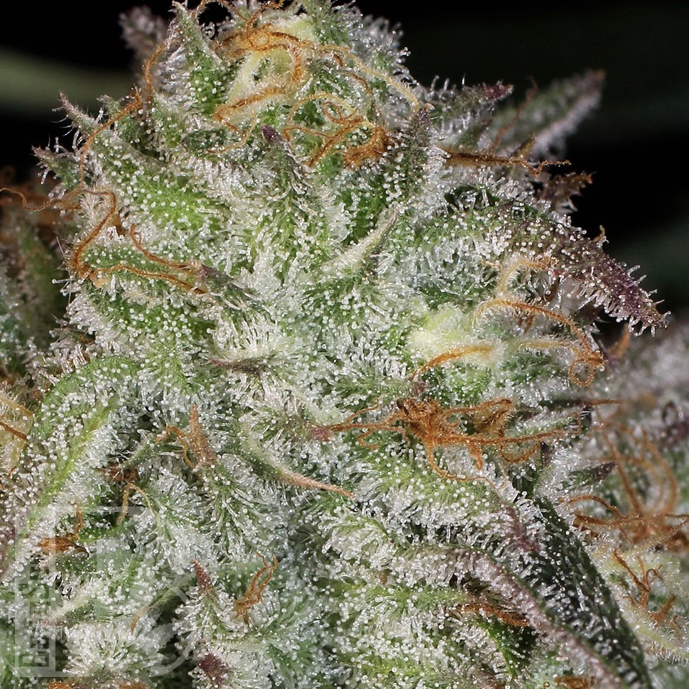 Семена  Afghan Kush feminised Ganja Seeds