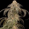 Семена  Afghan Kush feminised Ganja Seeds
