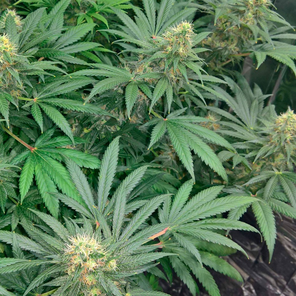Семена марихуаны Early Skunk regular Ganja Seeds