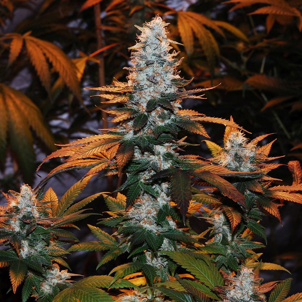Семена Auto Cream Mandarine feminised Ganja Seeds