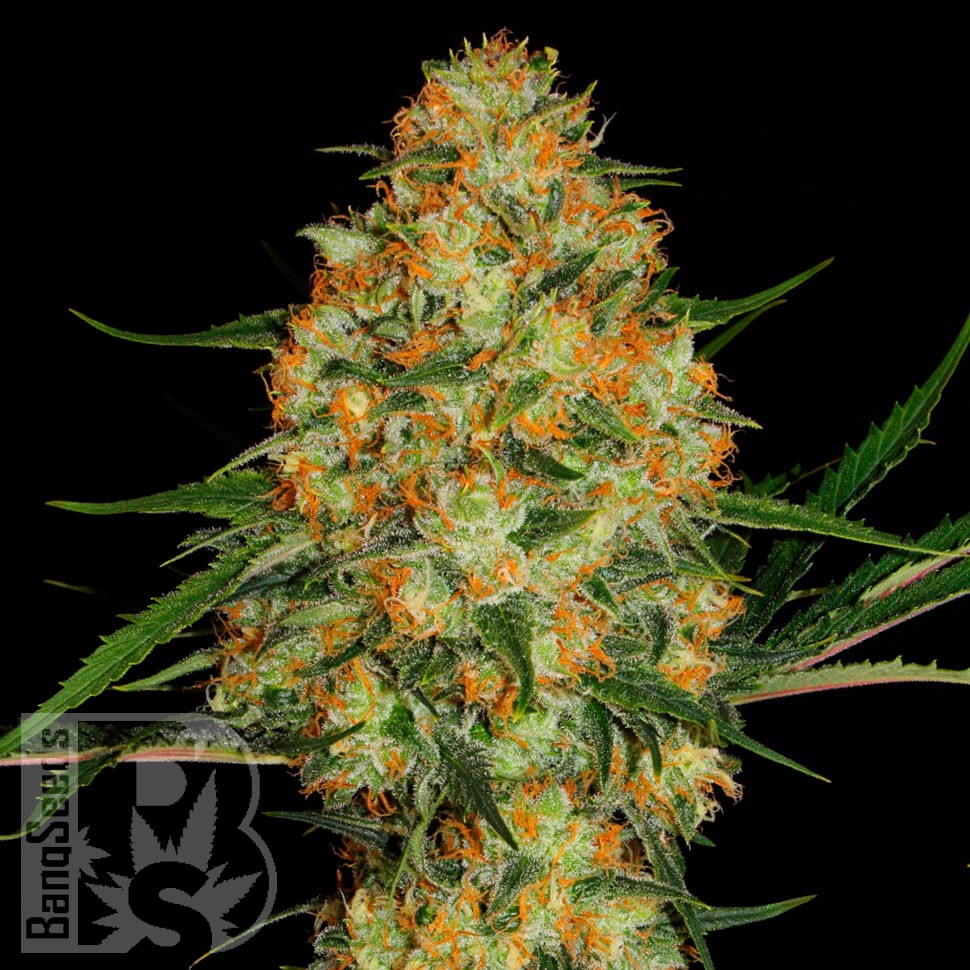 Семена каннабиса  Auto Candy Kush regular Ganja Seeds