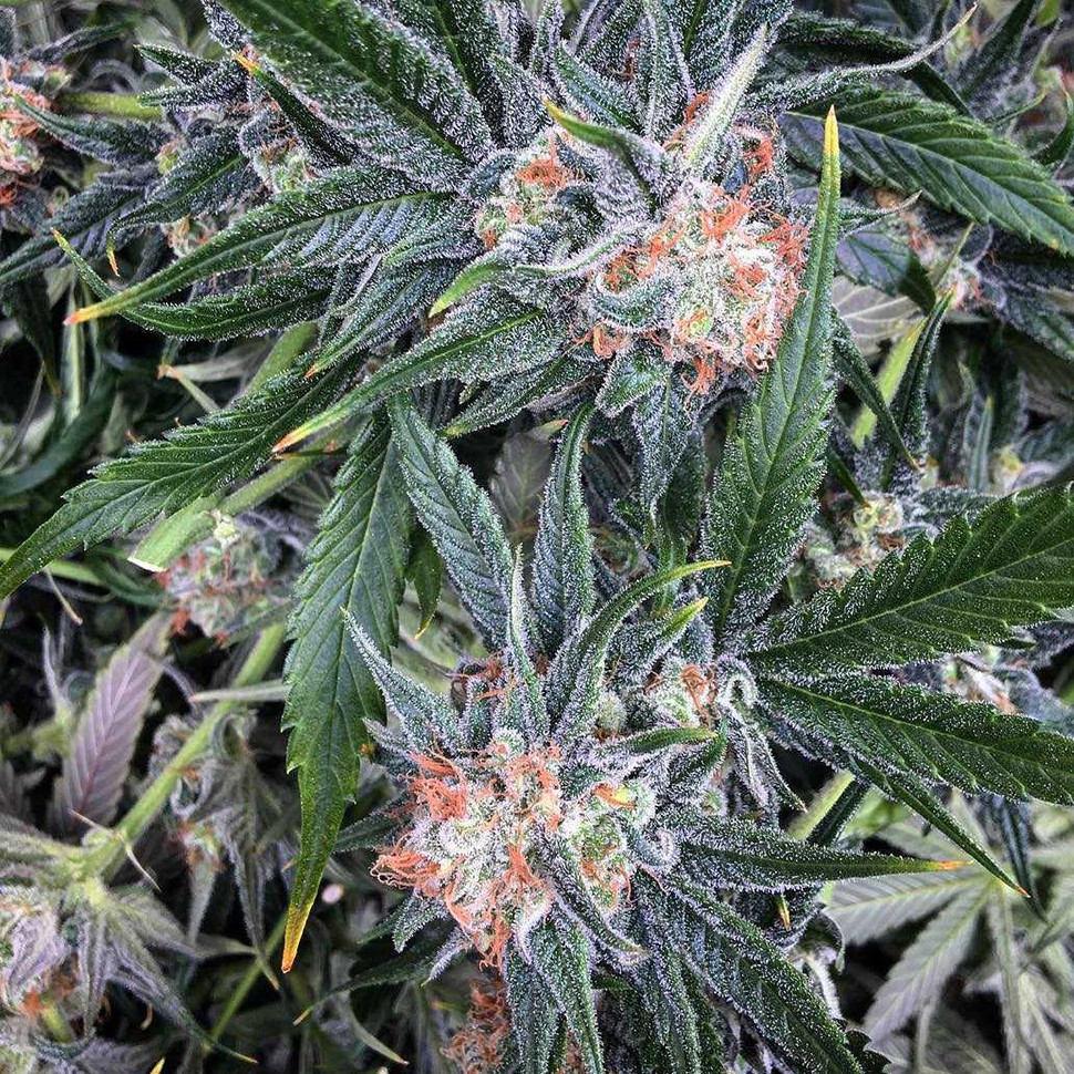 Семена марихуаны G13 Haze regular Ganja Seeds