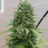 Семена марихуаны  G13 Haze regular Ganja Seeds