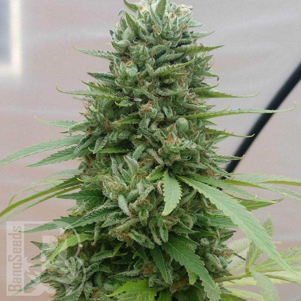 Семена марихуаны  G13 Haze regular Ganja Seeds