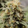 Семена марихуаны  G13 Haze regular Ganja Seeds