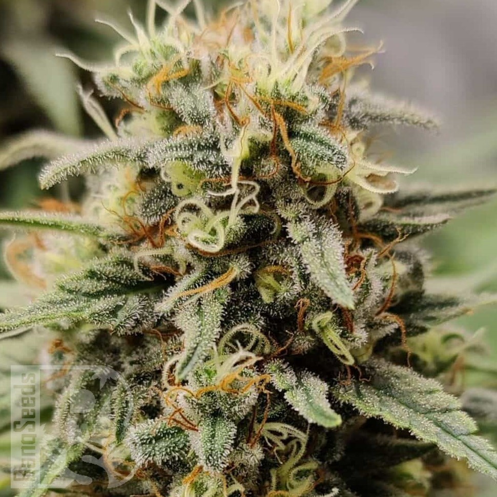 Семена марихуаны  G13 Haze regular Ganja Seeds