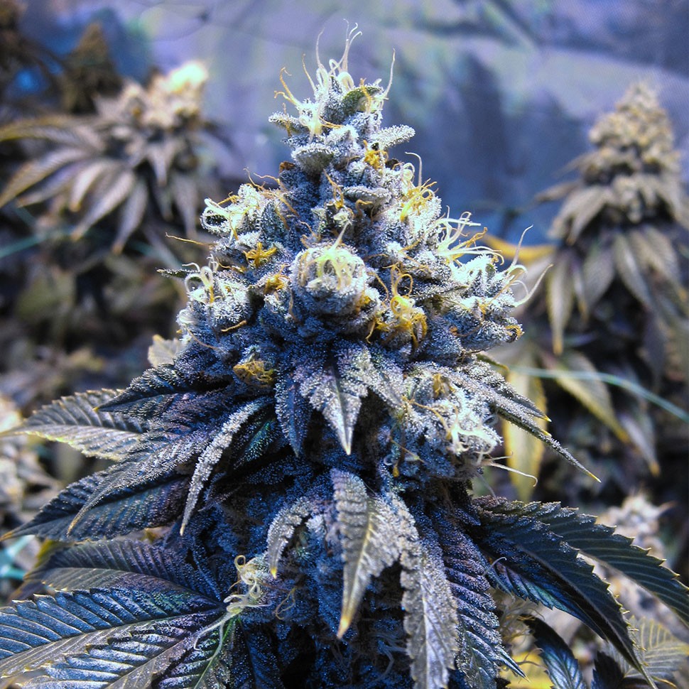 Семена  Auto Sinevir regular Ganja Seeds