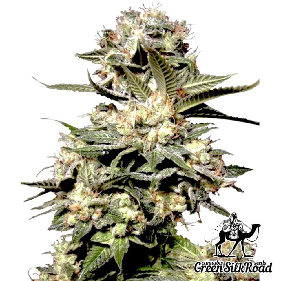 Семена  Somango feminised Green Silk Road Seeds
