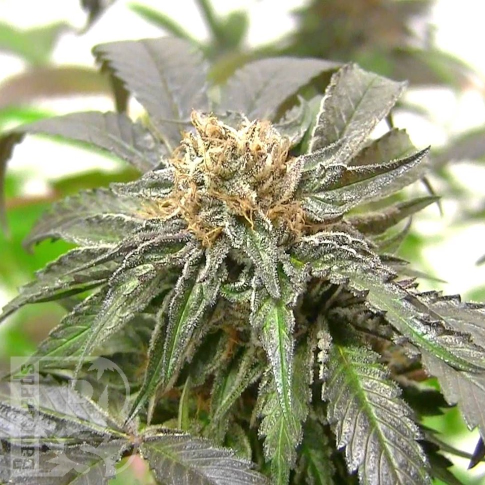 Семена ганжа Purple Kush feminised Ganja Seeds