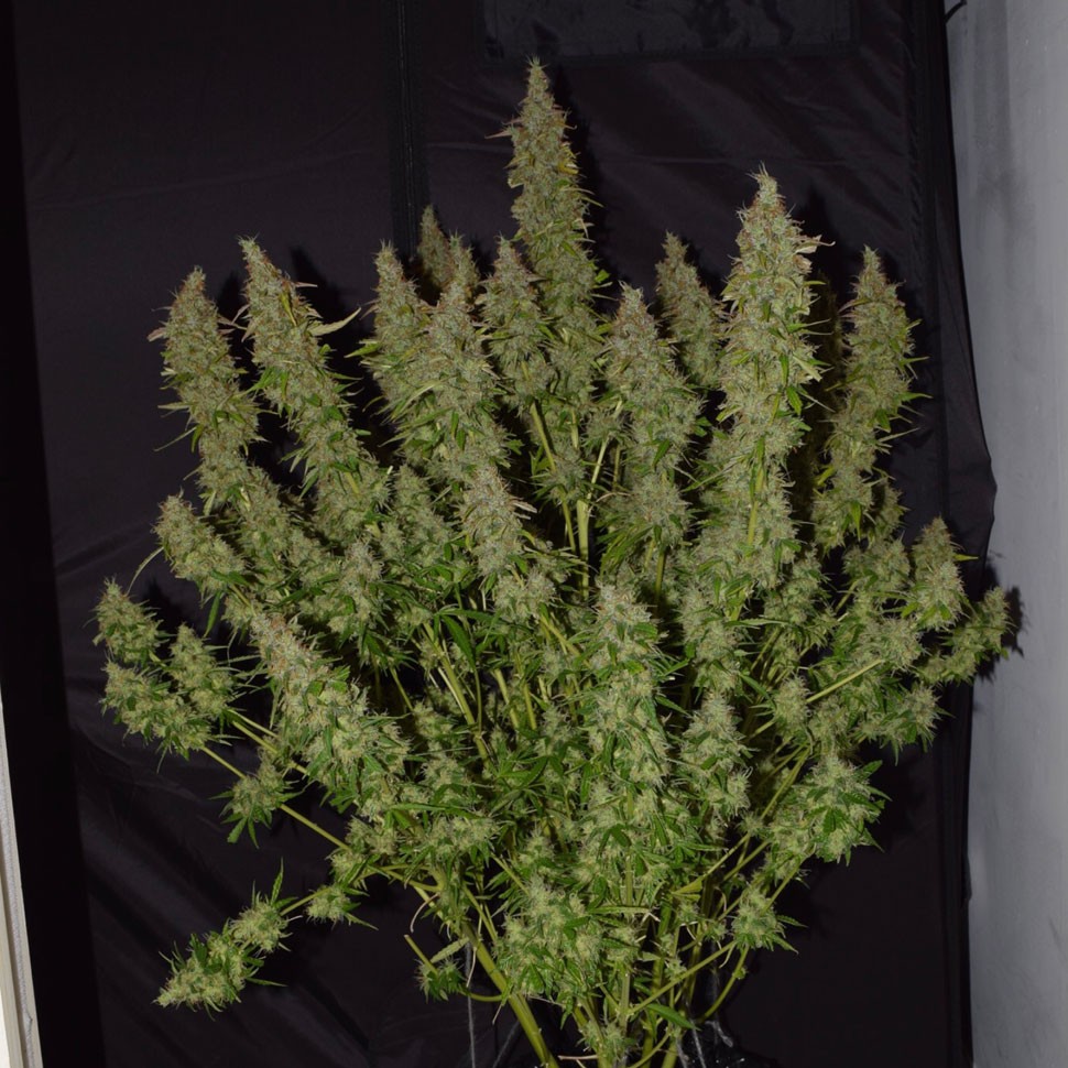 Семена марихуаны  Auto Big Bud feminised Ganja Seeds