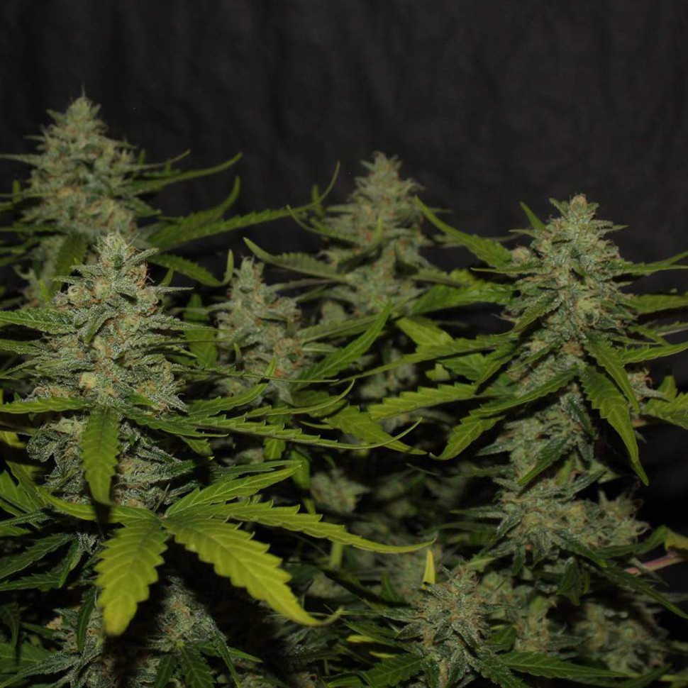 Семена каннабиса  Auto Super Mazar feminised Victory Seeds
