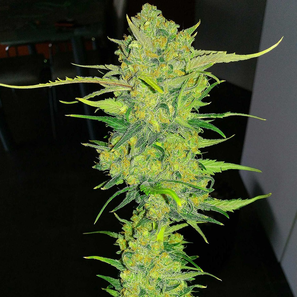 Семена ганжа Auto Super Lemon Haze feminised Ganja Seeds