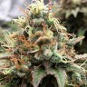 Семена конопли  Skunk x Great White Shark feminised Ganja Seeds