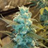 Семена конопли  Winnie Pooh feminised Ganja Seeds