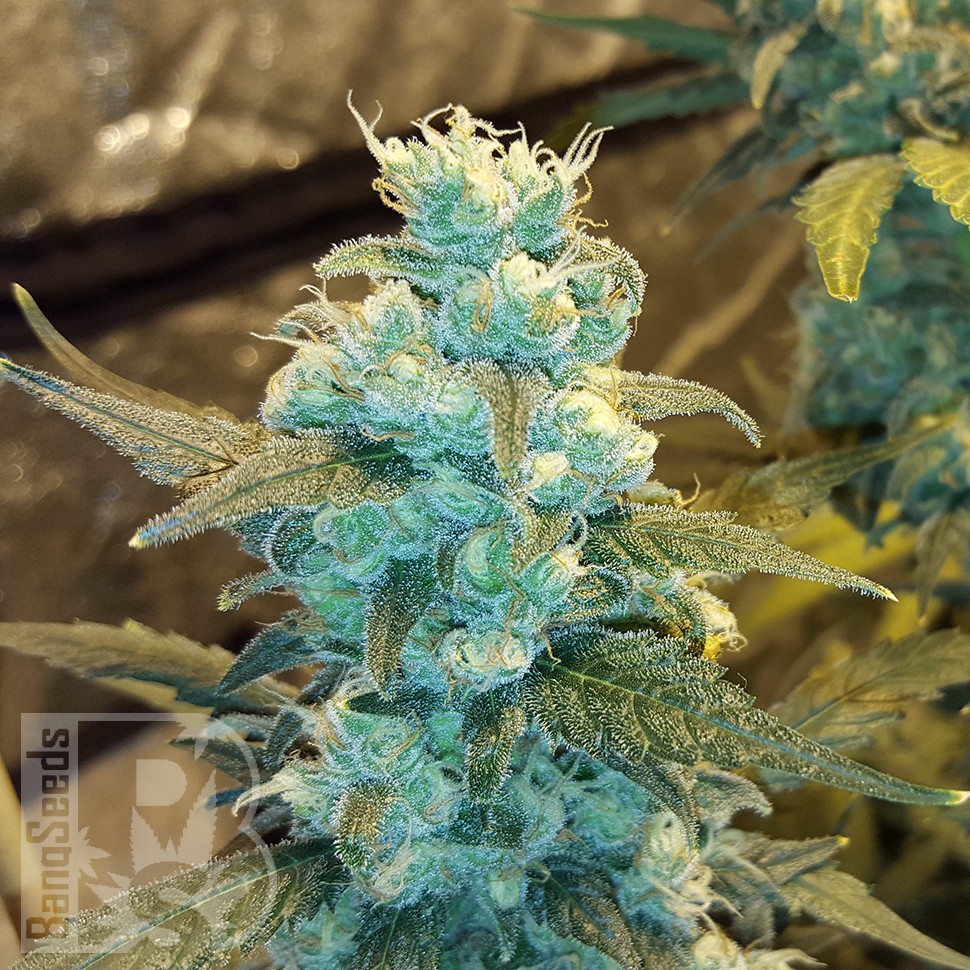 Семена конопли  Winnie Pooh feminised Ganja Seeds