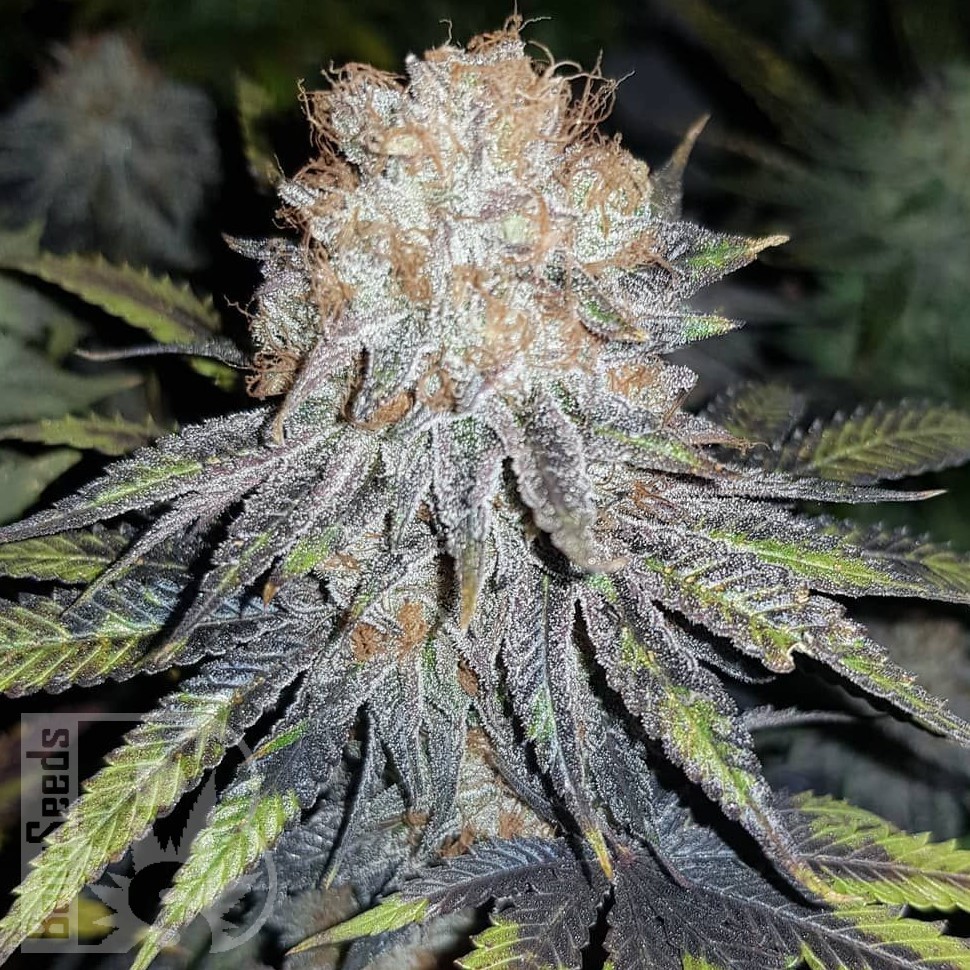 Семена конопли  Winnie Pooh feminised Ganja Seeds