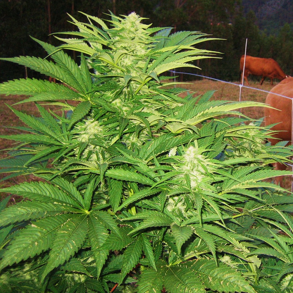 Семена конопли  Narkush regular Ganja Seeds