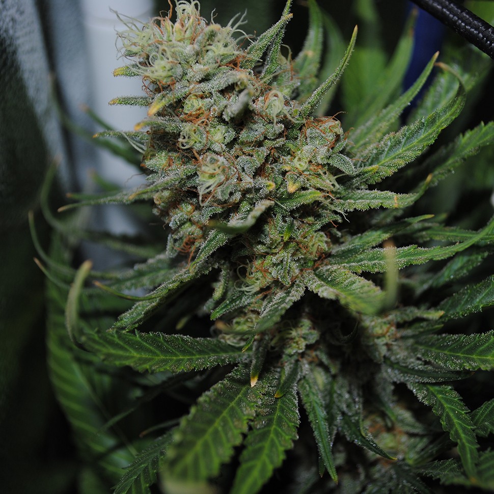 Семена каннабиса  Auto Super Critical feminised Ganja Seeds