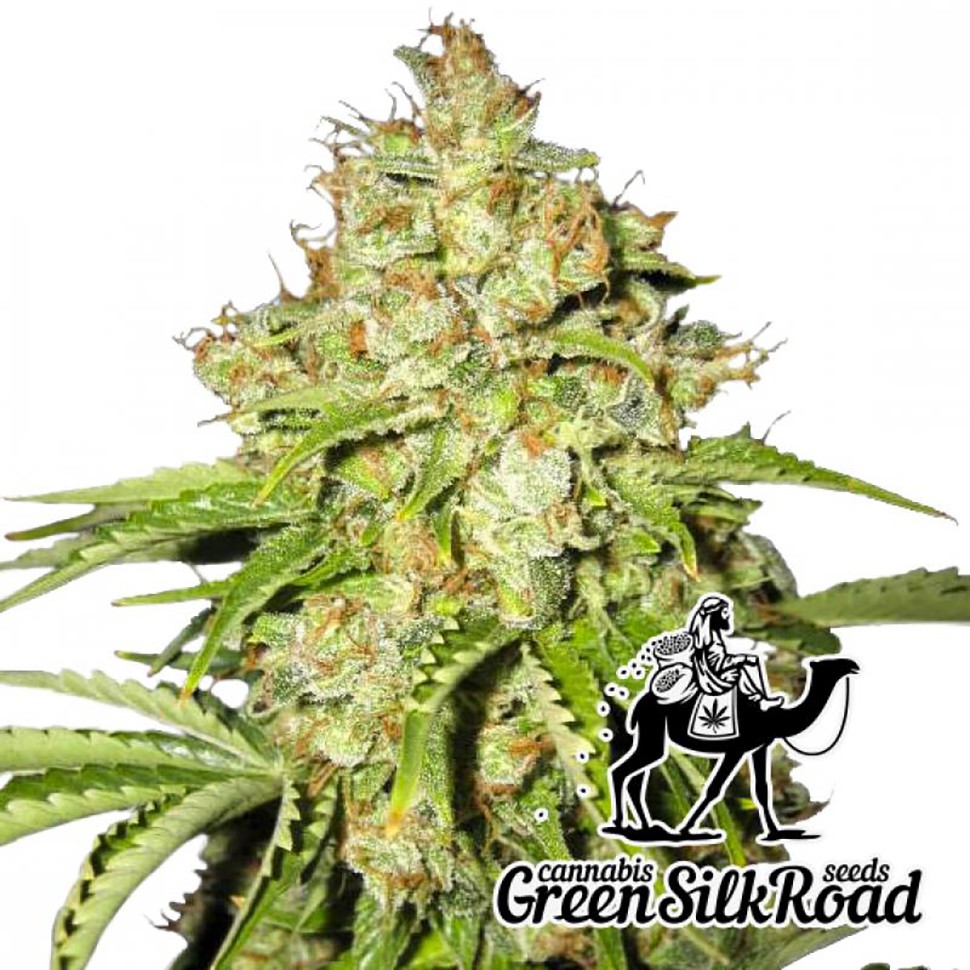 Семена конопли White Russian feminised Green Silk Road Seeds
