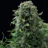 Семена конопли  Auto White Dwarf CBD feminised Ganja Seeds