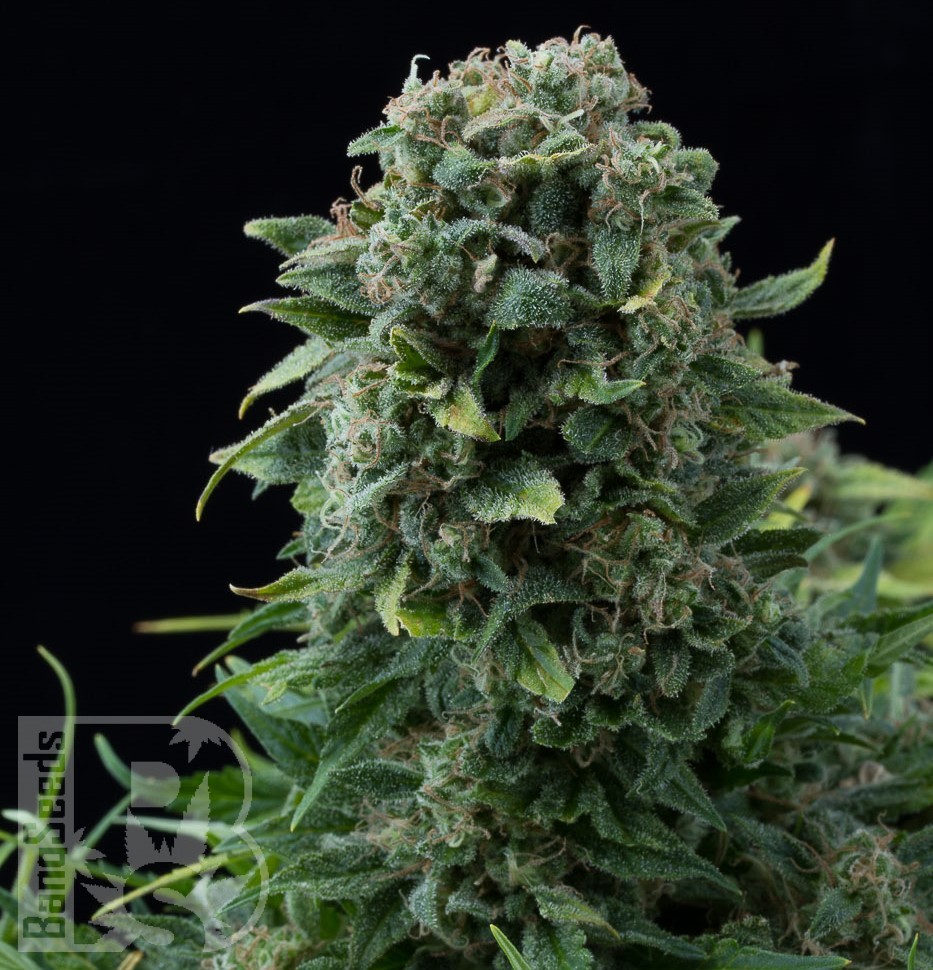 Семена конопли  Auto White Dwarf CBD feminised Ganja Seeds