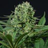 Семена конопли  Auto White Dwarf CBD feminised Ganja Seeds
