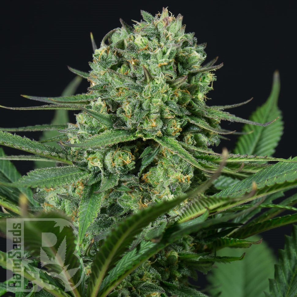 Семена конопли  Auto White Dwarf CBD feminised Ganja Seeds