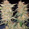 Семена марихуаны  Yolka (Spruce) feminised Ganja Seeds