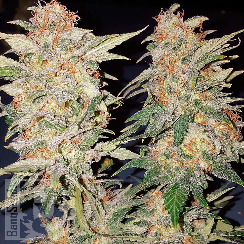 Семена марихуаны  Yolka (Spruce) feminised Ganja Seeds