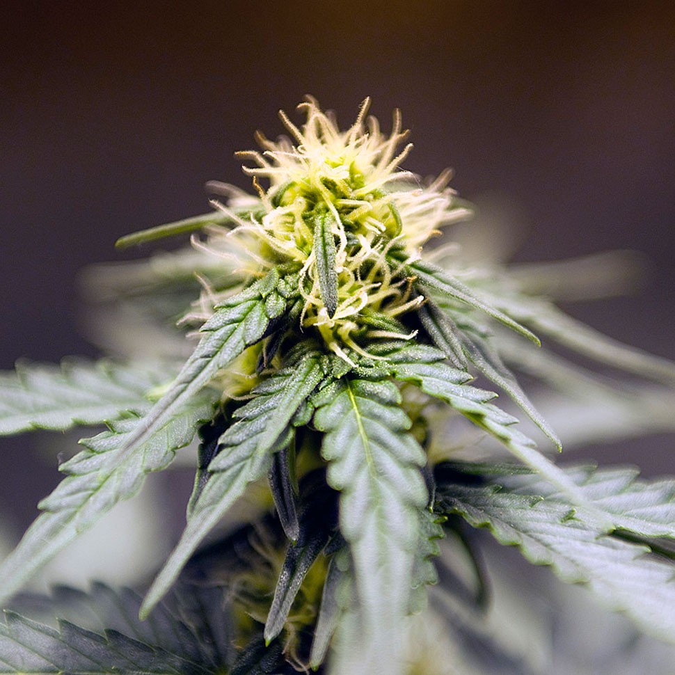 Семена ганжа  Auto Lowryder regular Ganja Seeds