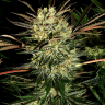 Семена каннабиса  Early Durban regular Ganja Seeds