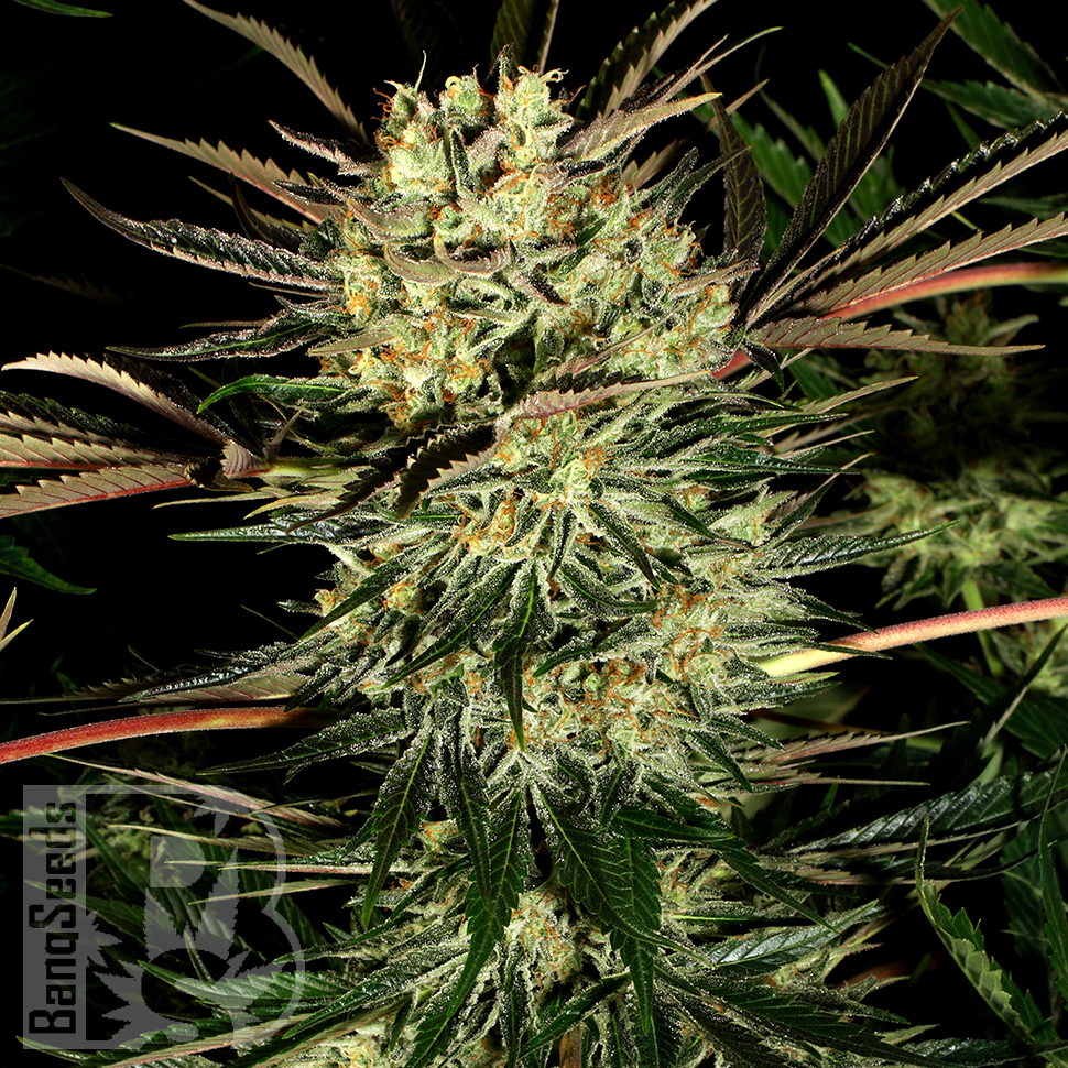 Семена каннабиса  Early Durban regular Ganja Seeds