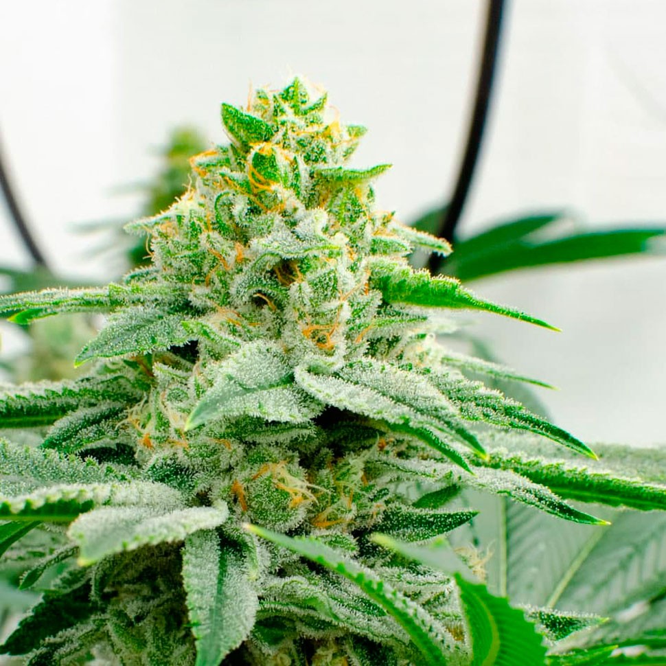 Семена Kerosene Krash feminised Ganja Seeds