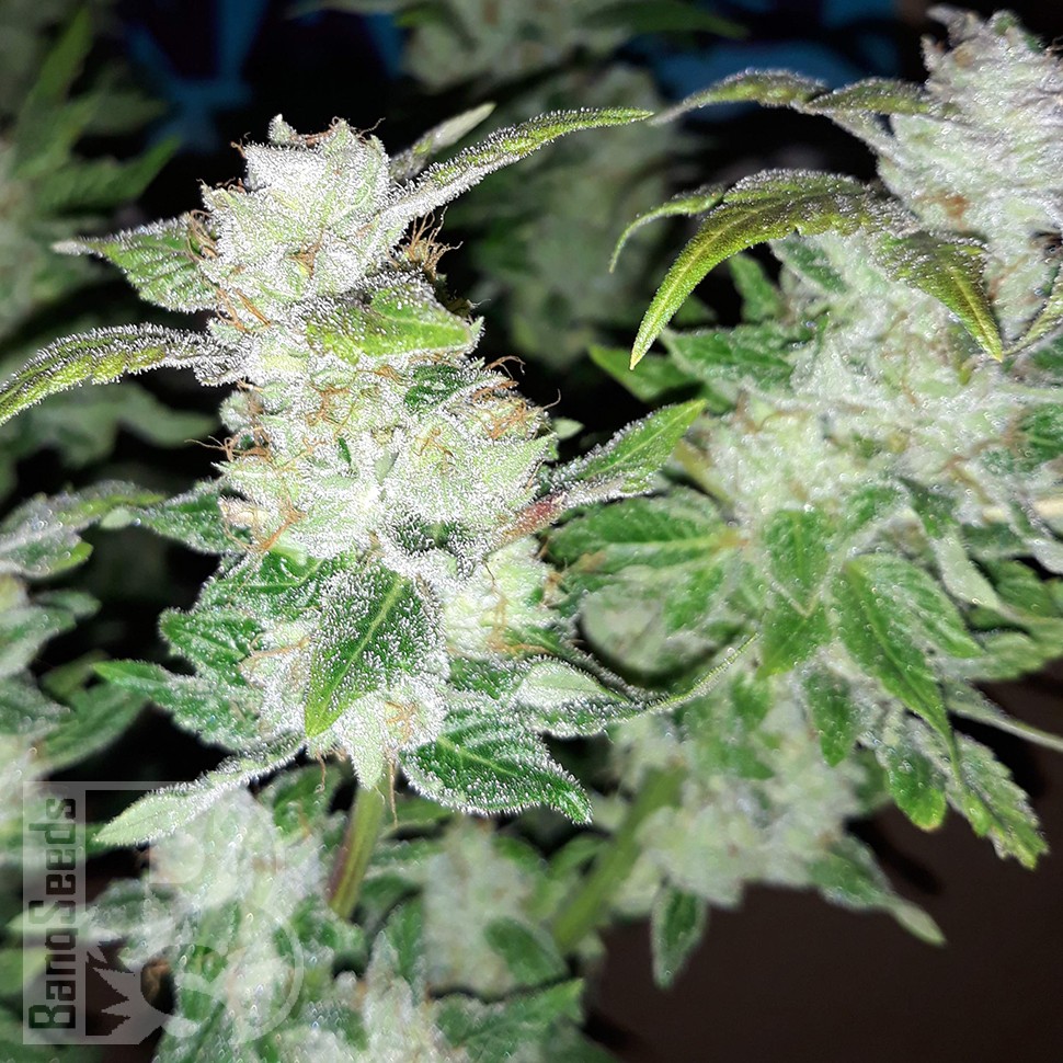 Семена Blue Queen feminised Ganja Seeds