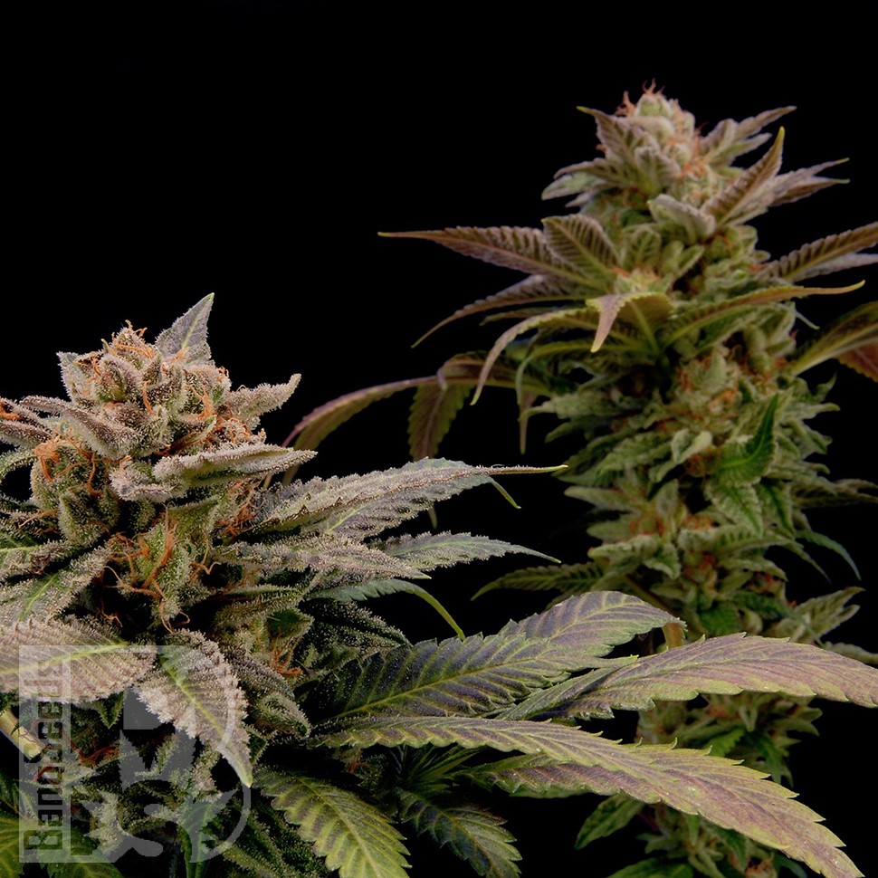 Семена конопли  White Widow x Bubble Gum feminised Ganja Seeds