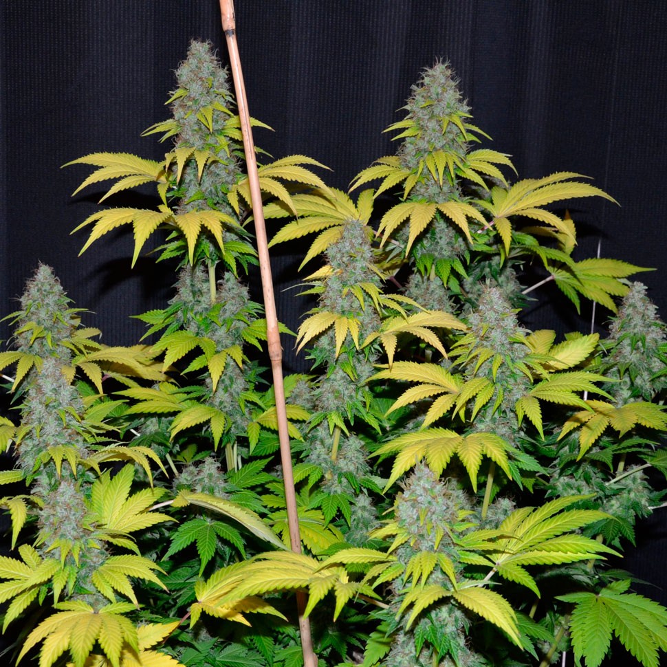 Семена Bubble Gum regular Ganja Seeds