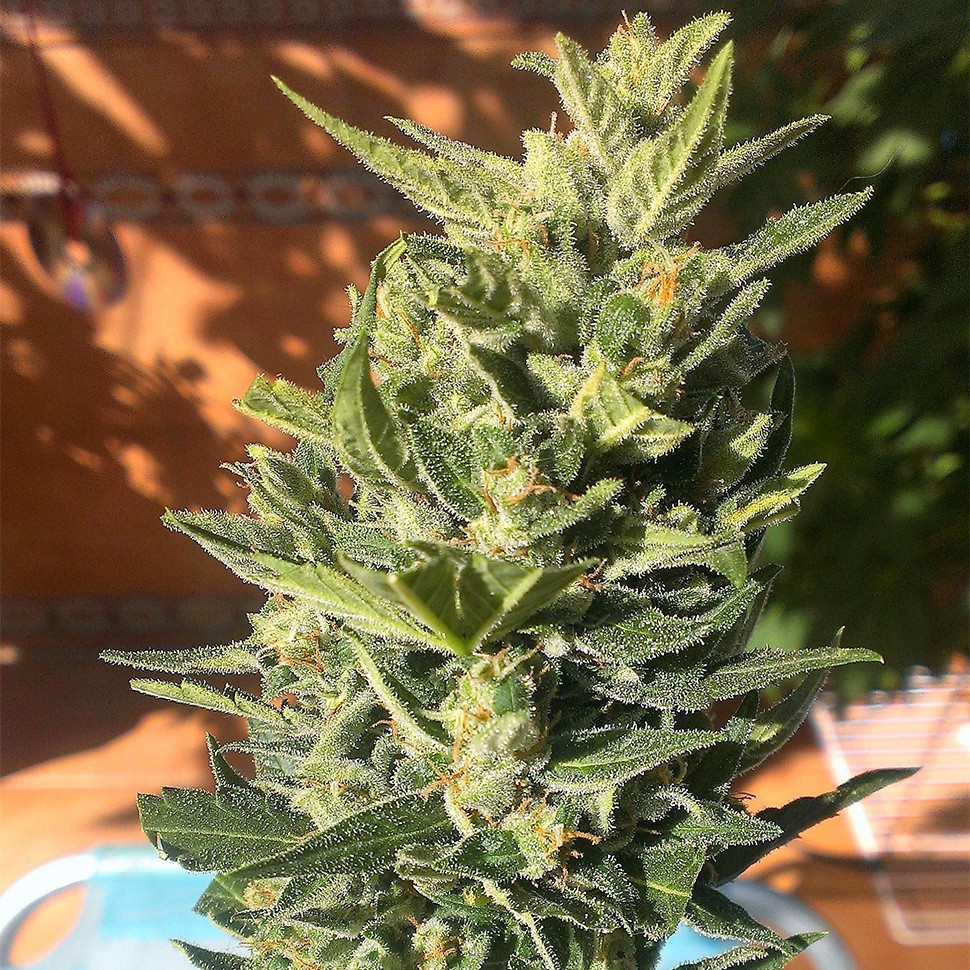 Семена  Auto Colorado Cookies feminised Ganja Seeds