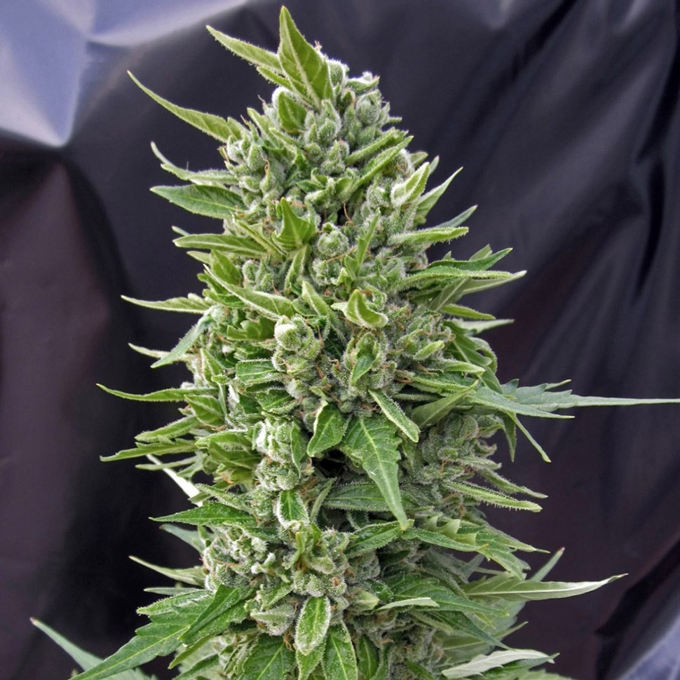 Семена марихуаны Northern Lights regular Ganja Seeds