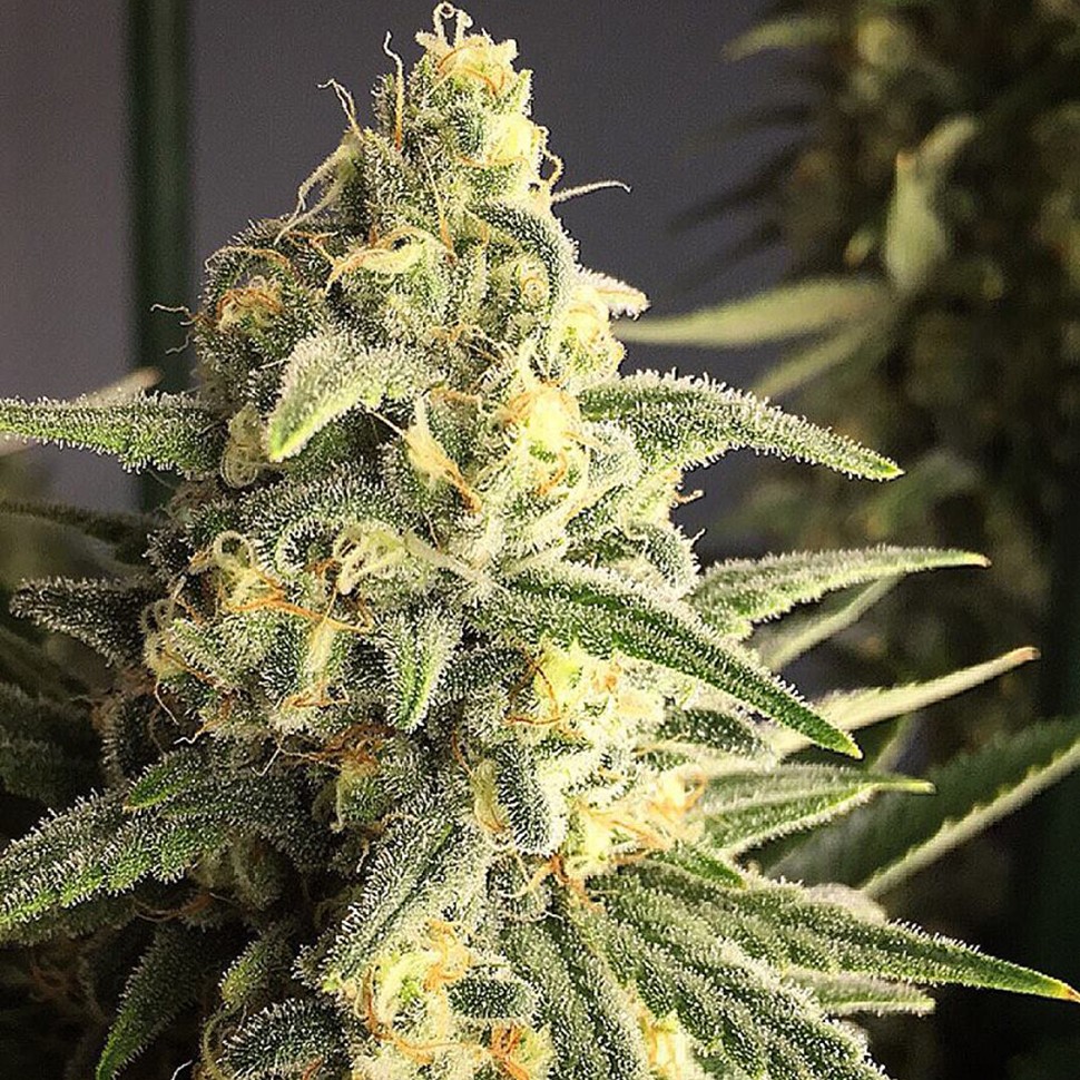 Семена каннабиса  Cream 47 regular Ganja Seeds